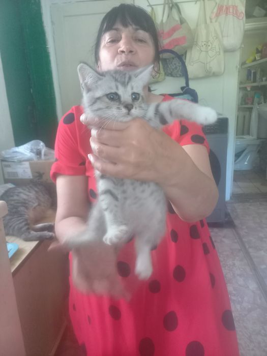 Домашние  животные