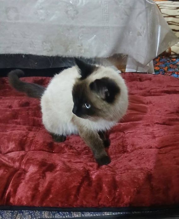 Mushuk sotiladi. Tailand mushugi