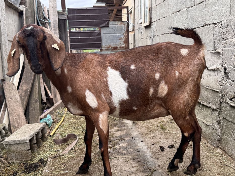 Capra anglonubian gestanta