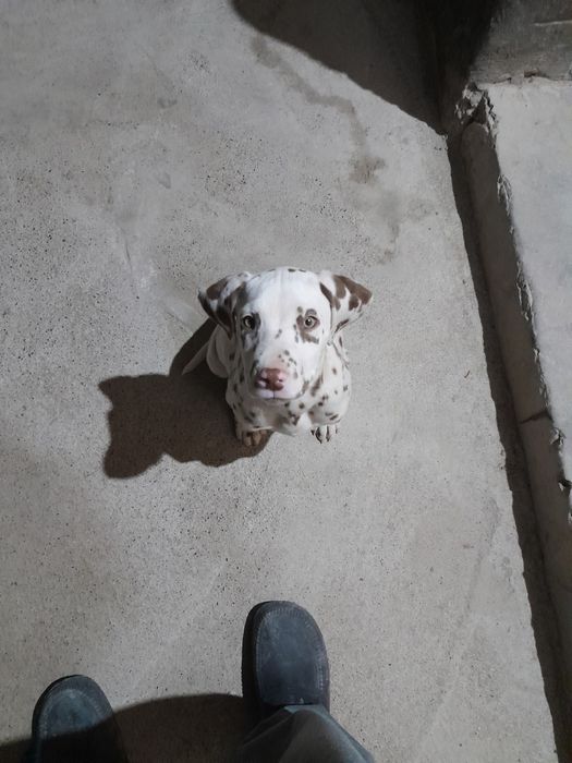 Далматинец күшіктер сатылады