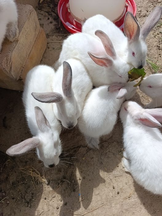 Крольчата продам