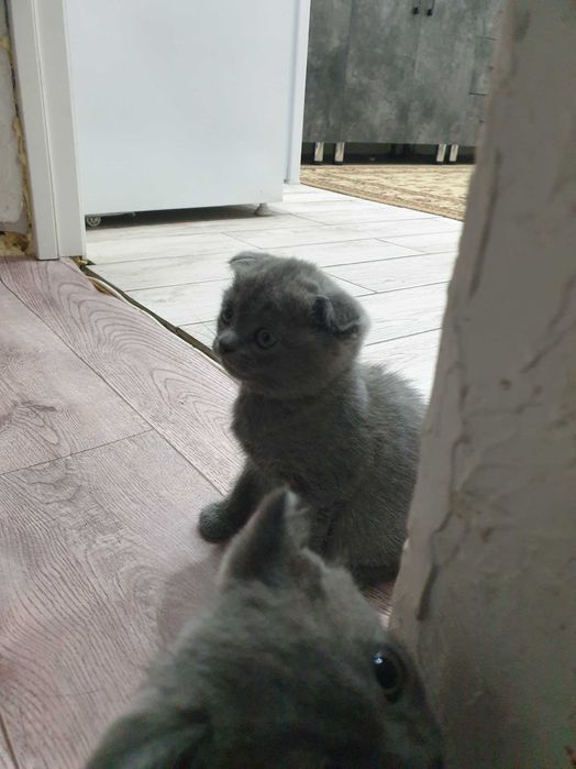 Кошечки шотланцы
