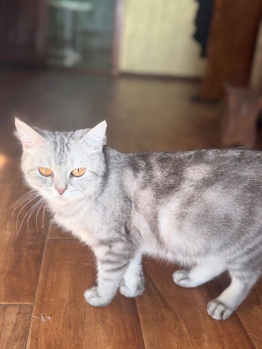 Продам котят и маму кошку