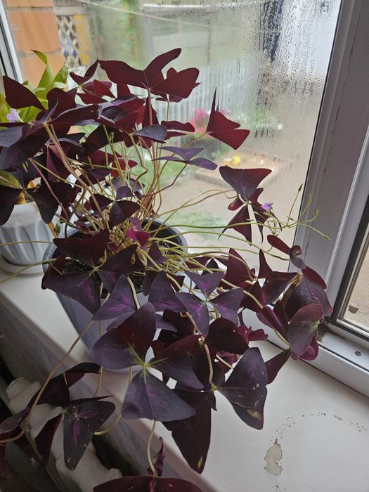 Продам цветы кислица