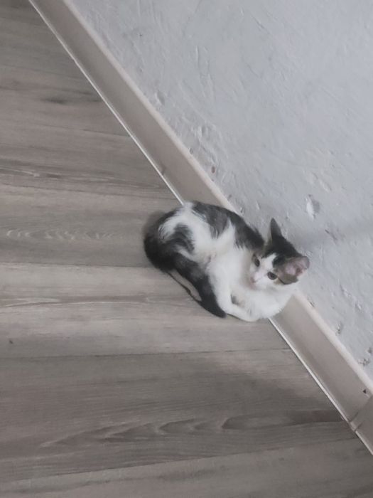 Отдам в хорошие руки