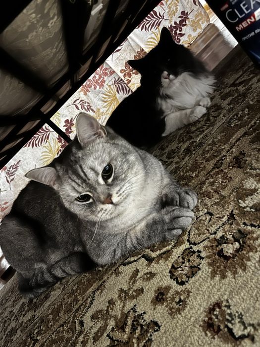 Чисто кровный британский