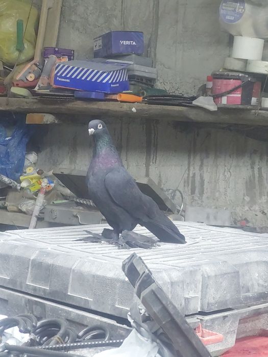 Продам домашных голубей