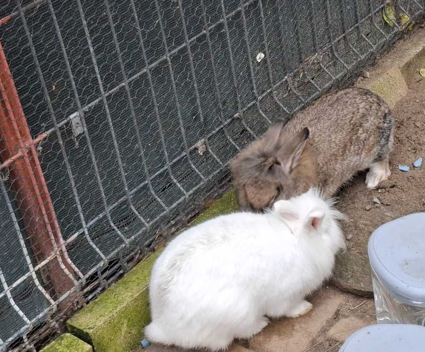 Iepuri Cap de leu Pereche