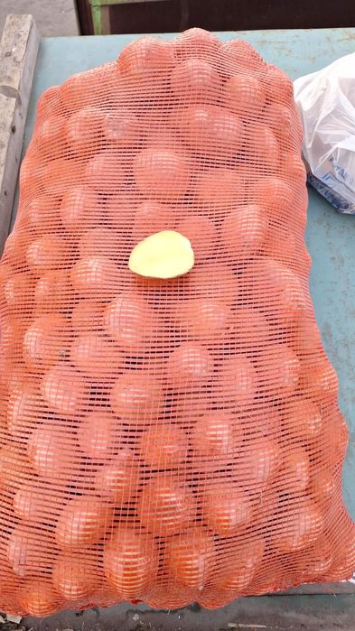 Картошка Гала дачный