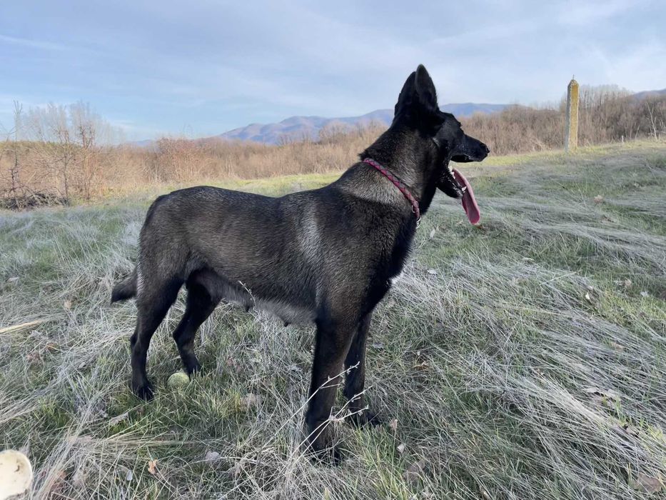 Малиноа, Белгийска Овчарка