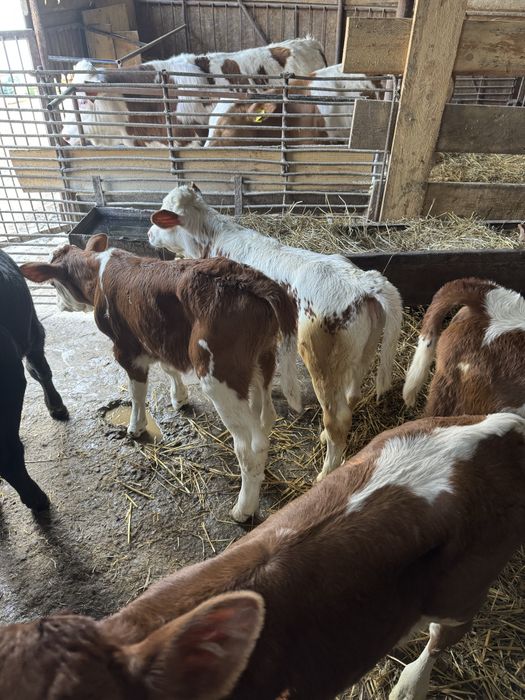 Taurasi si vitele de vanzare