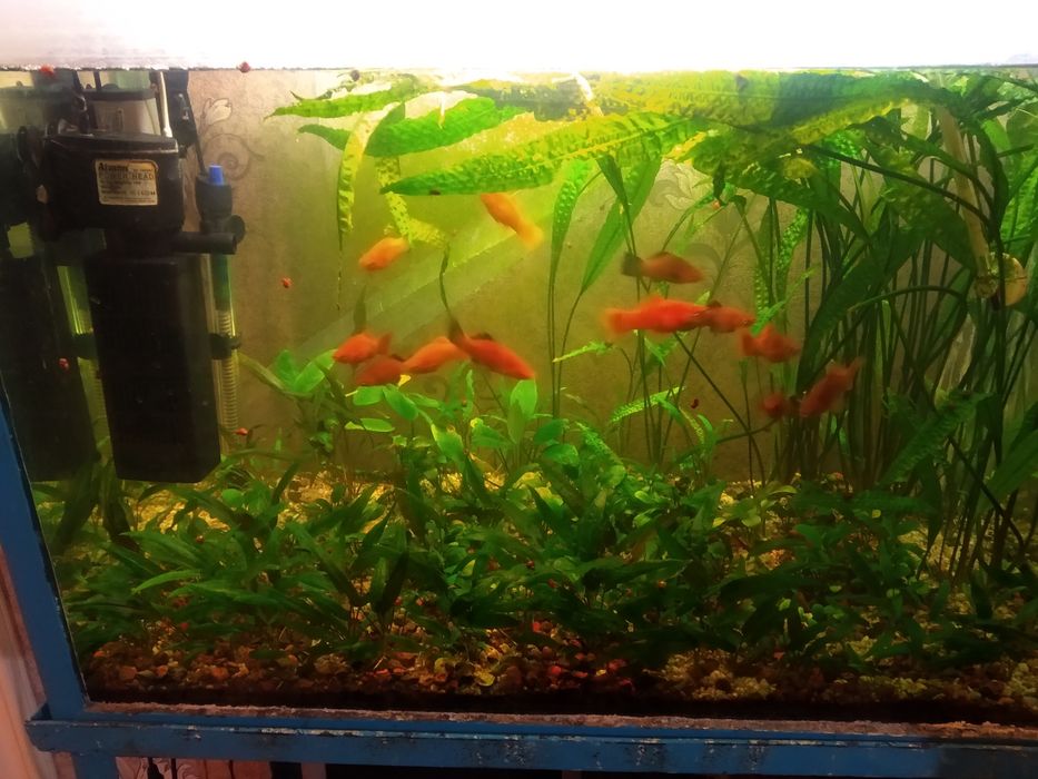 Аквариум с  растениям и рыбками