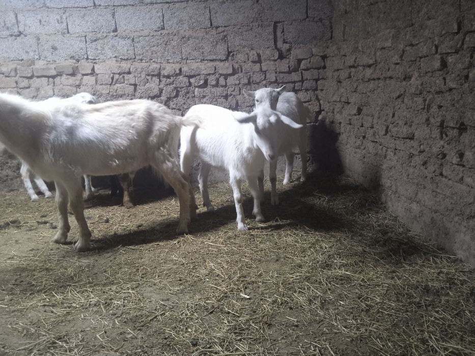 Ешкы сатылады теке