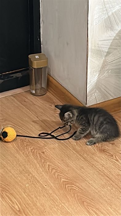 Котенок мальчик серый отдам в хорошие руки