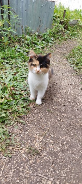 Отдам котят в добрые руки
