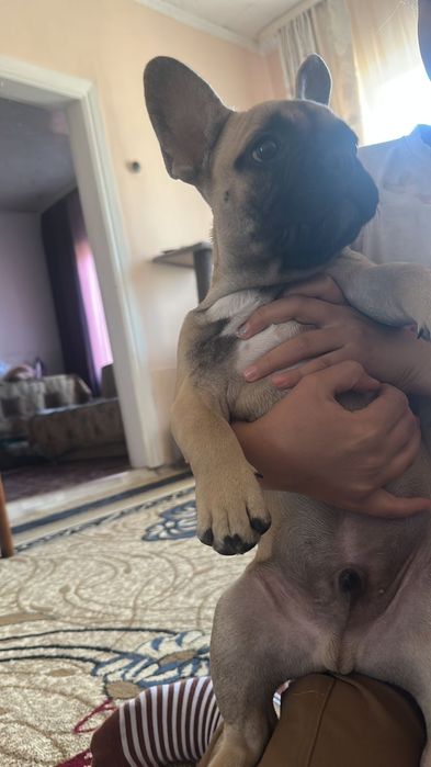 Французский бульдог