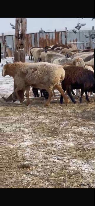 Кошкар, баран производитель