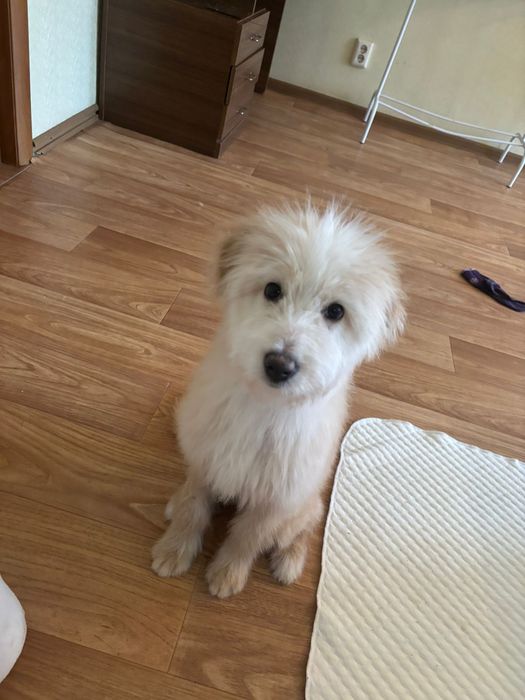 Пристраивается щенок, 5 месяцев, в ответственные руки