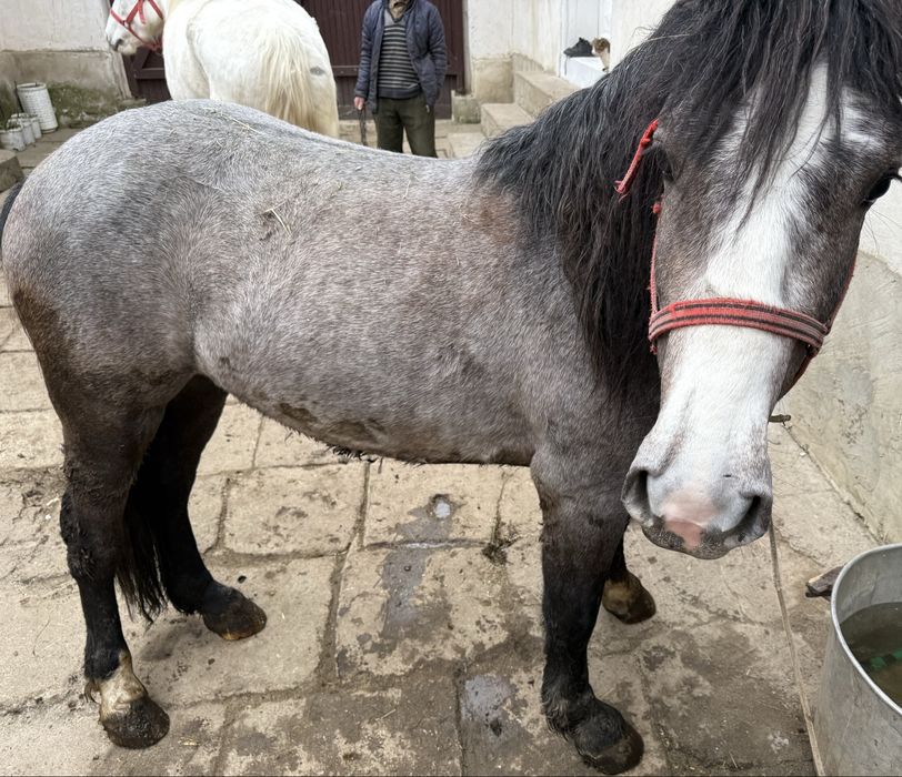 Manz de 2 ani jumate