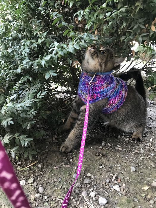 Вязка кошка британская щолотая шиншилла