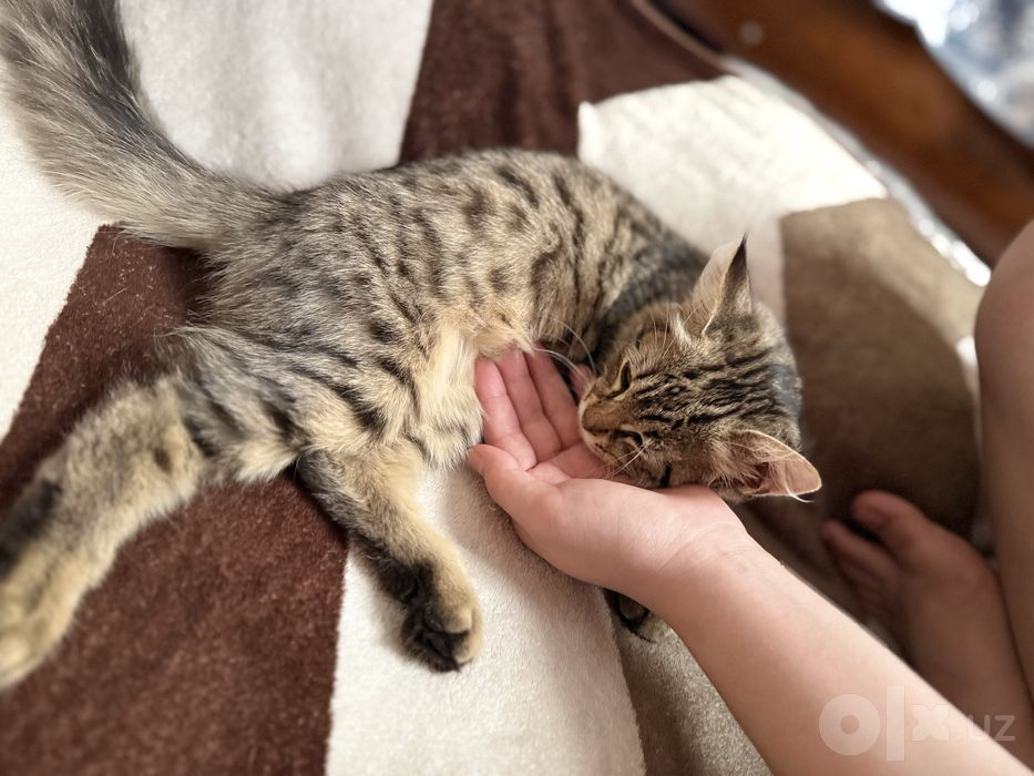 Отдам даром котенка