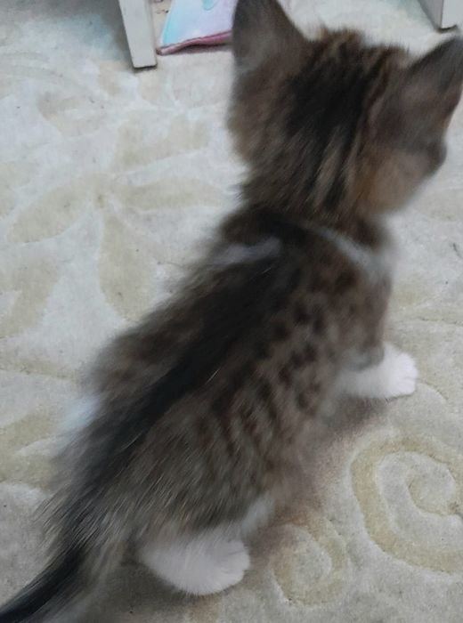 Котёнок  мальчик