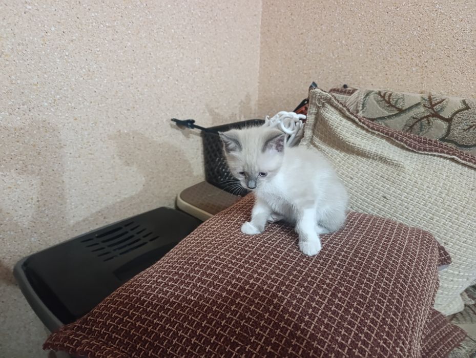 Отдам котенка, девочка