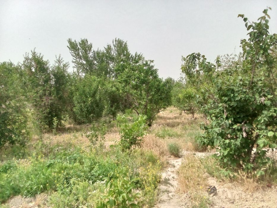 Yer sotiladi samrqan viloyati Payariq tumani chelakta