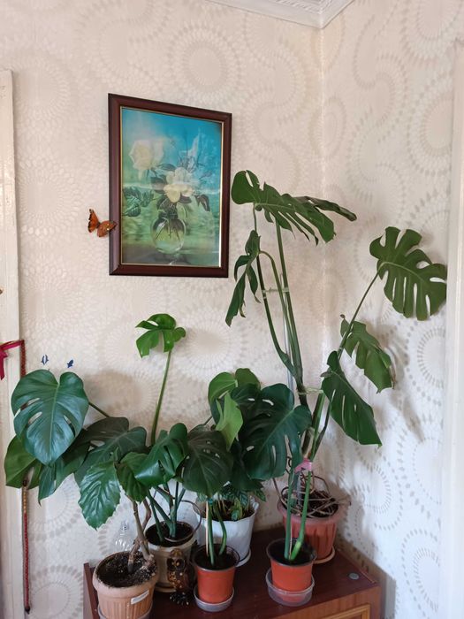 Цветы комнатные большие