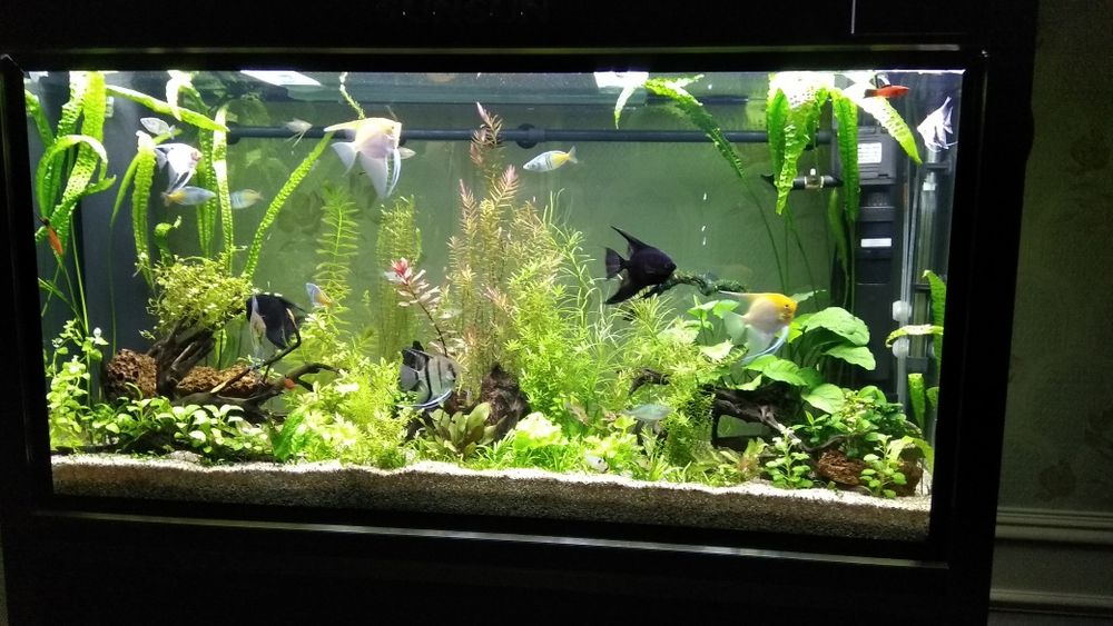 Аквариум от фирмы "SUNSUN" сенсорный экраном