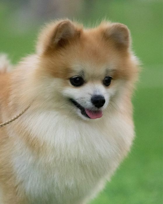 Красивый шпиц для вязки