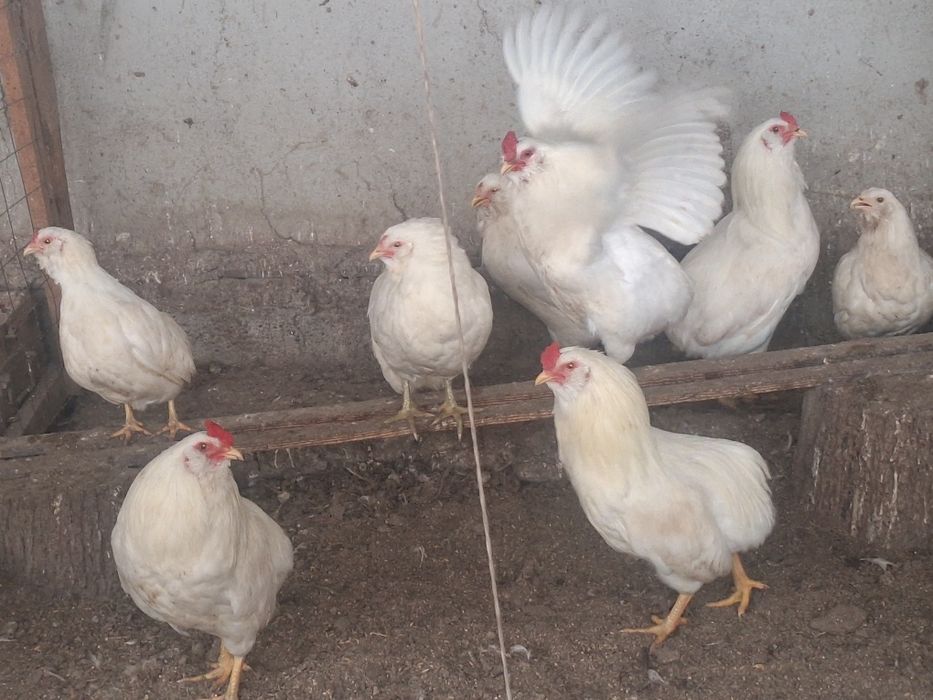 Vând ouă de la găini de rasă.