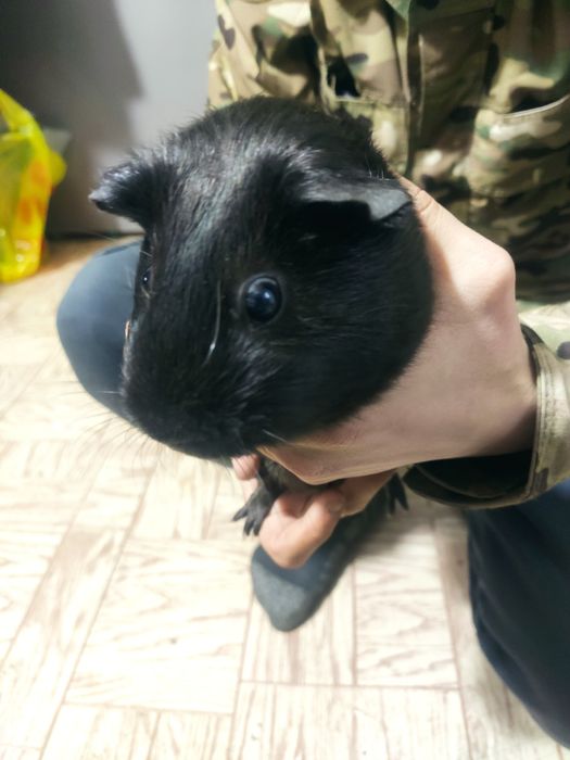 Продам Морскую Свинку