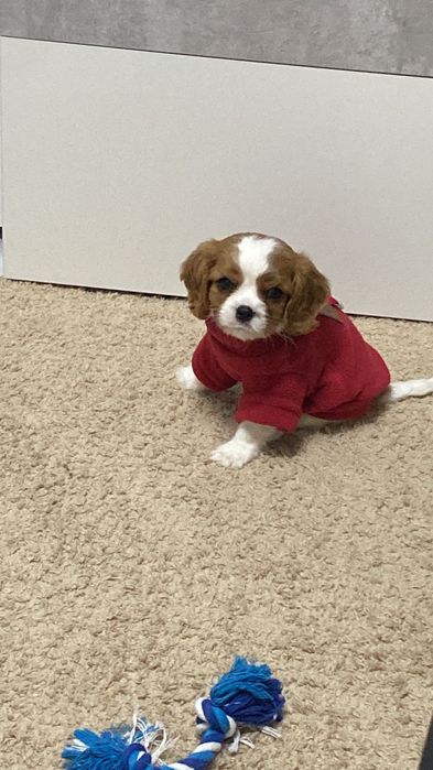 Кавалер кинг Чарльз спаниель мальчик