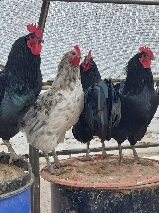 Cocos Australorp  9 luni negri ,gri/splash
