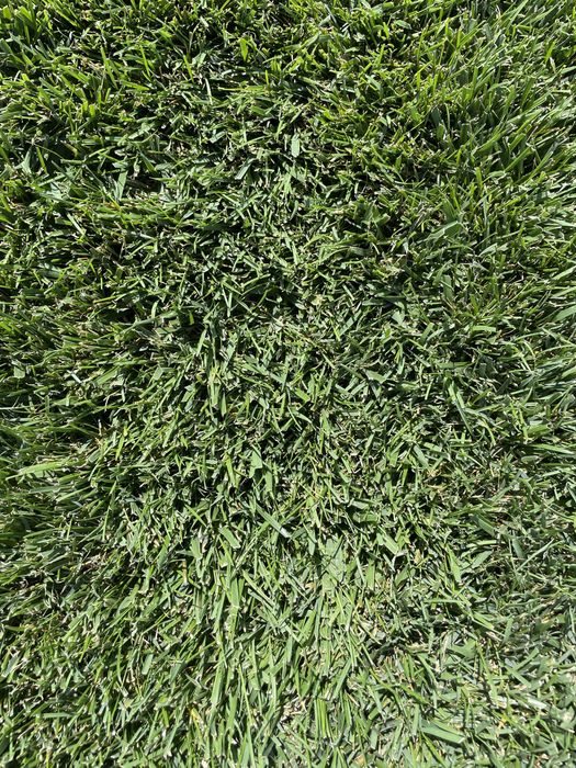 Rulouri de gazon in Bucuresti si imprejurimi