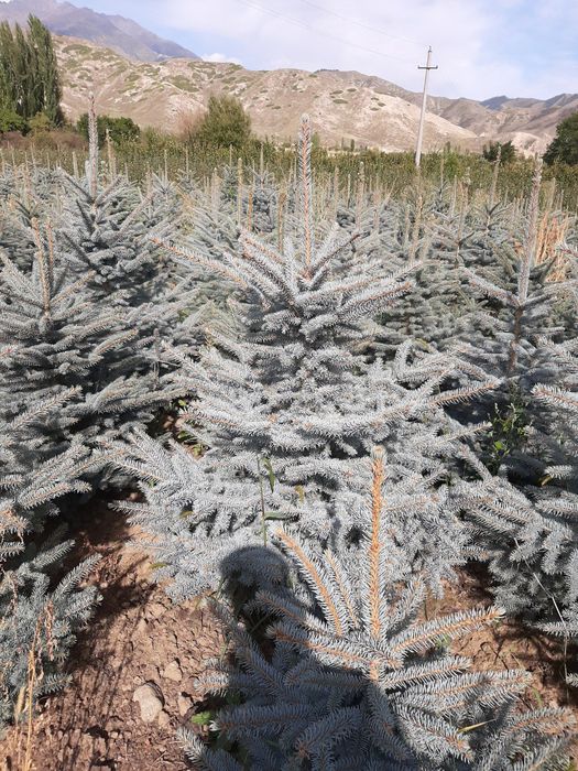 Голубая ель кўчалари оптим нархларда сотилади