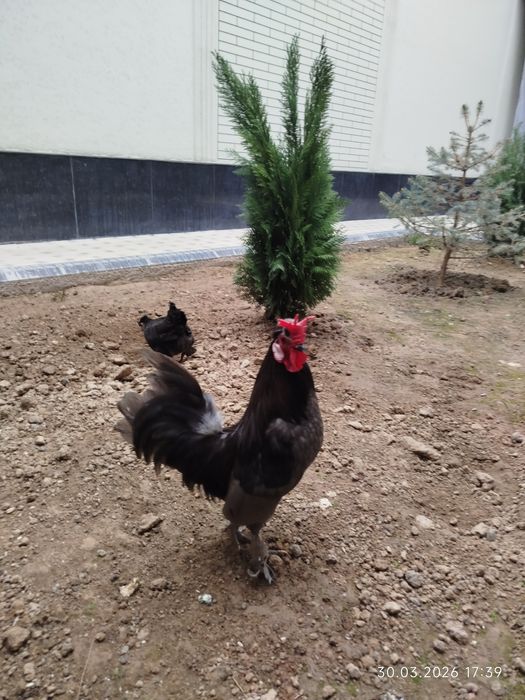 Япон товук хороз