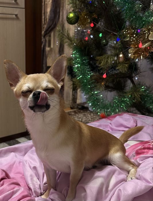 Ищем невесту для Арчи