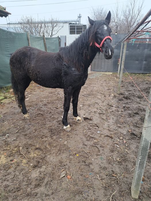 Vând o manza de 1 an jumate