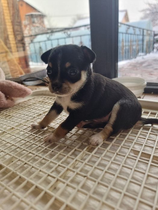 Продаём шенят чихуахуа