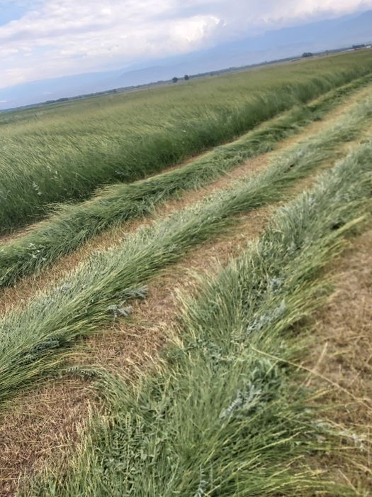 Сено разнотравье для коров быков баранов