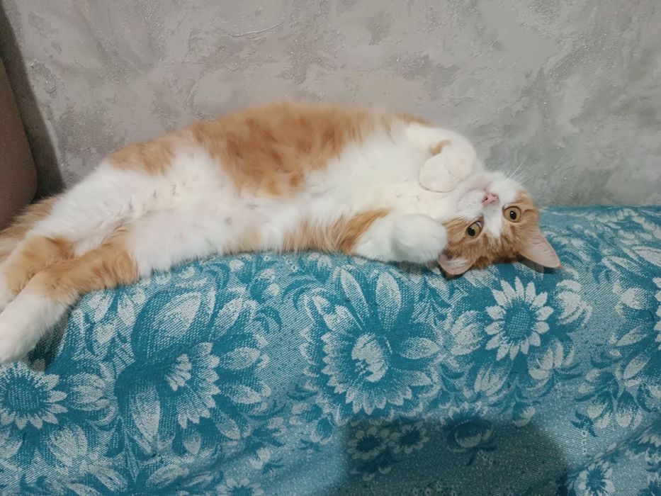 Малышка Рыжуха ищет ответственную семью!