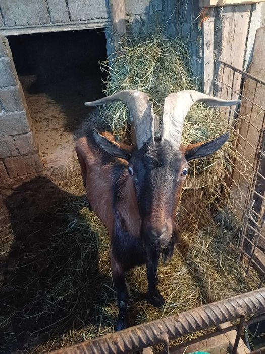 Vând iezi ,rasa alpină franceză!