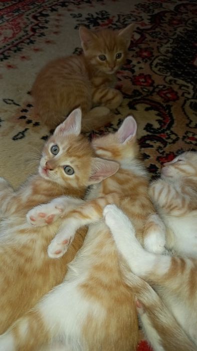 Отдам рыжых котят в добрые руки