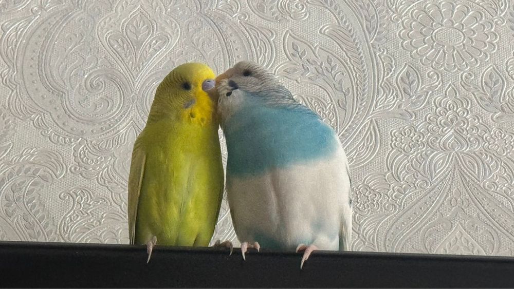 Продам 4 волнистых попугаев