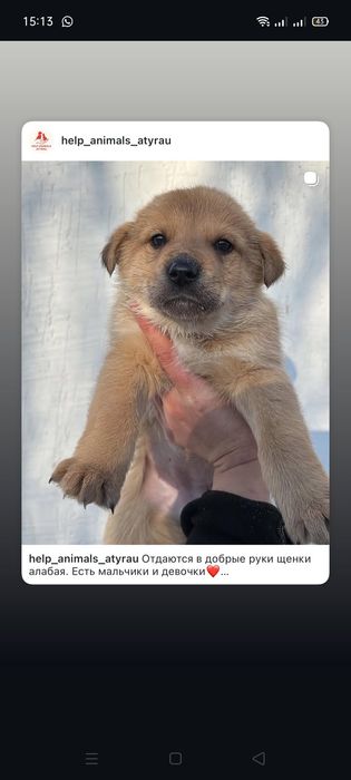 Щенки помесь Алабая в добрые руки