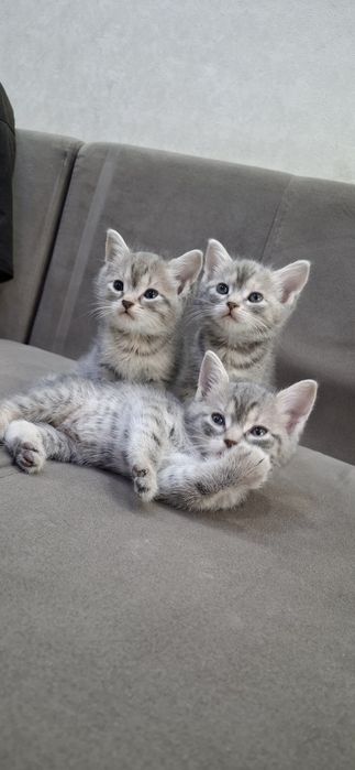 Британские короткошерстные котята
