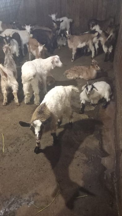 Iezi vârsta 2 luni și Iede vârsta 1 an - în lactație