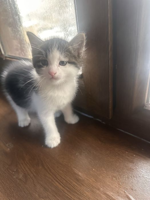 Mushuk bolalari, 1,5 oylik